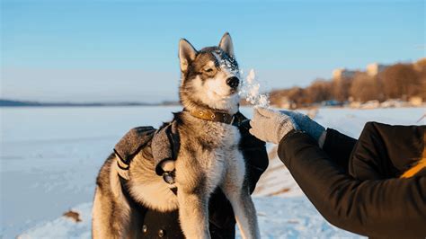 How Not To Pick Up A Dog : Don’t lift your dog up by their collar. - Books PDF, ePub and Mobi ...