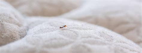 Bed Bugs Increase in Las Vegas Despite Pandemic - Pest Control Inc