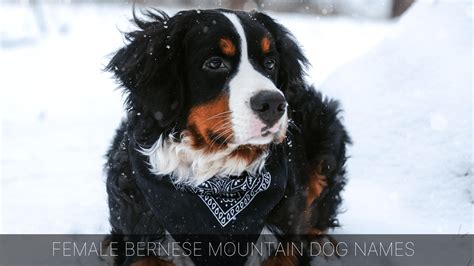 Ultimate List of the Top 500+ Bernese Mountain Dog Names - Swiss, Bernedoodle, and Mountain ...