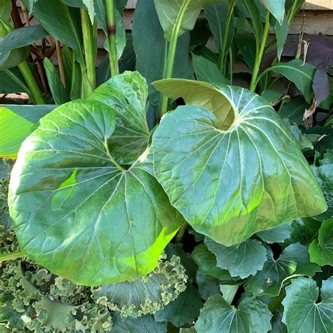 Farfugium japonicum 'Giganteum' - Big Plant Nursery