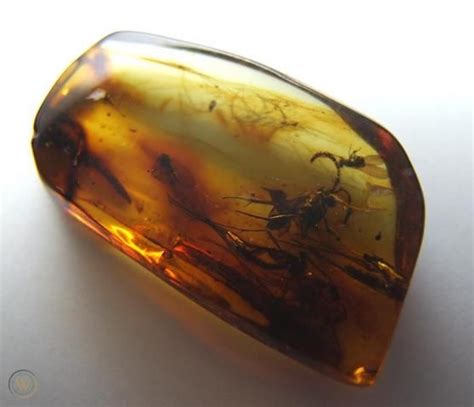 LARGE BALTIC AMBER WITH RARE FOSSIL INSECT INCLUSIONS | #16092358