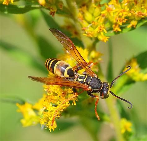 Yellowjacket Wasp, September, IA | Ldr photography, Wasp, Art studies