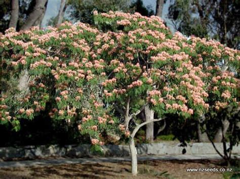 Albizia julibrissin seed - International seed shop