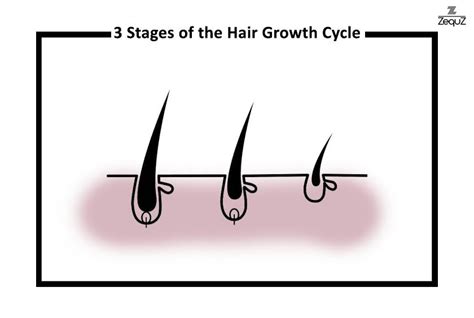 The 3 Stages of the Hair Growth Cycle Explained - Zequz