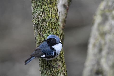 New study shows changes in fall migration patterns of birds using 50 ...