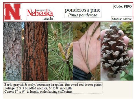 Pinus Ponderosa Needles