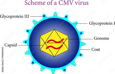 Schematic of a Cytomegalovirus .Vector illustration. Stock Vector ...