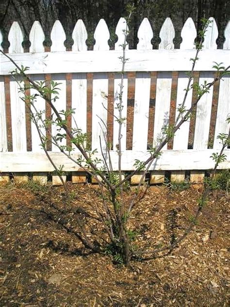 Propagating Elderberry Bushes From Cuttings