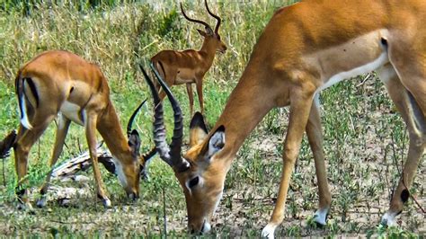 Witnessing Antelope Behavior on a Tanzania Safari Adventure - YouTube