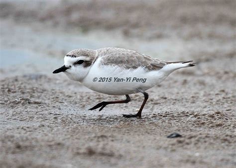 Snowy-Plover-Breeding-Adult_4524 | 5/4/2015 Montrose, Chicag… | Flickr