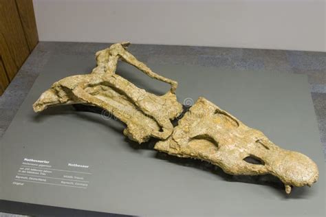 The Original Skull Fossil of Nothosaurus Giganteus in Naturmuseum ...