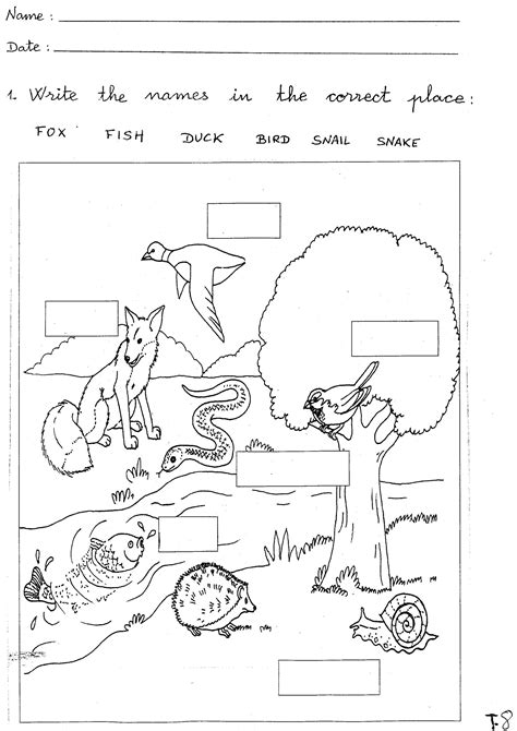 Free Science Worksheets 2nd Grade Animals