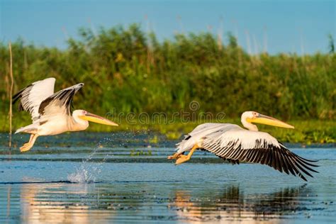 Pelican Flying Over Water stock photo. Image of virgin - 3760522