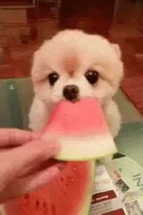 Puppy Melon GIF - Puppy Melon Cute - Discover & Share GIFs