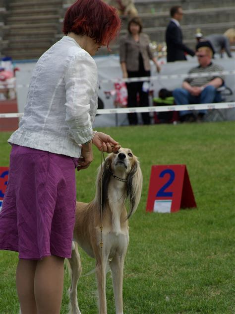 Saluki - Training Course on Saluki