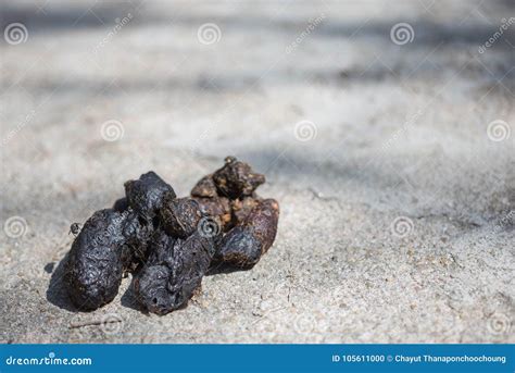 Dog faeces stock photo. Image of foul, carrier, disease - 105611000