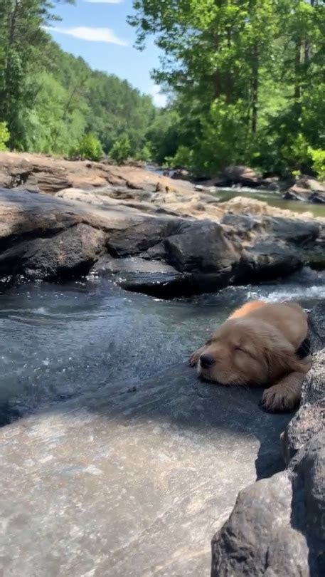 And Other Animals — This little pup knows how to enjoy summer