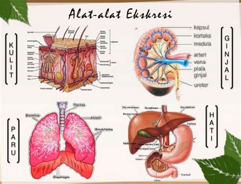 Pengertian Sistem Ekskresi - Homecare24