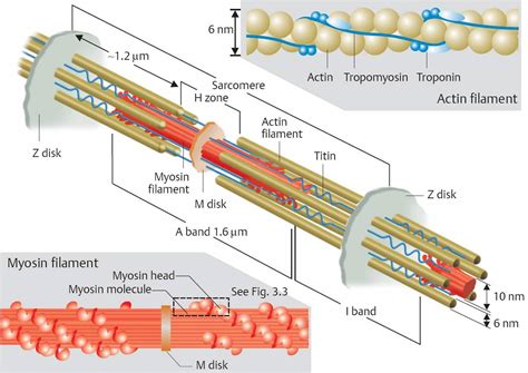 Actin And Myosin Filaments Diagram