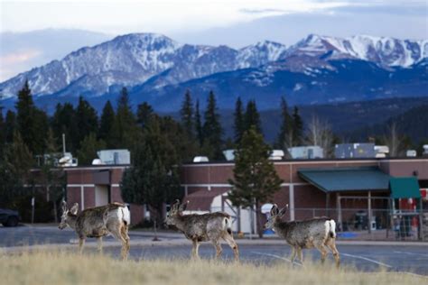 How conservatives transformed the Woodland Park, CO, school district