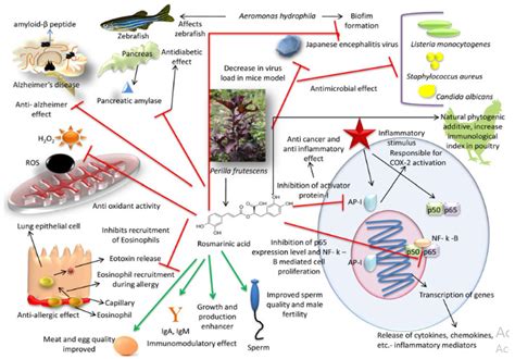 Molecules | Free Full-Text | Application of Rosmarinic Acid with Its Derivatives in the ...