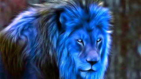 ShukerNature: BLUE LIONS OF AFRICA AND ASIA