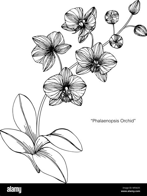 Orchid flower drawing illustration. Black and white with line art on white backgrounds Stock ...