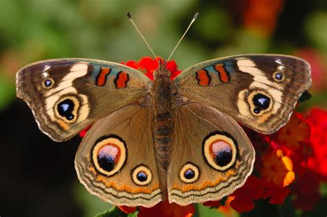 Buckeye Butterfly Pictures