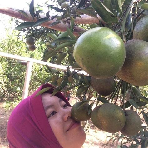 Kebun Jeruk Metro Kibang, Agrowisata Ngehits Tiket Masuk Murah, Makan ...