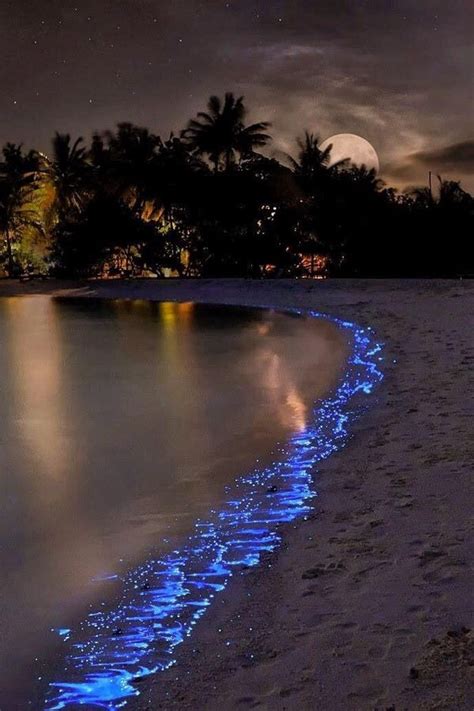 How Amazing Is This Bioluminescent- Algae In Jervis Bay , Australia | photography, blue y travel ...