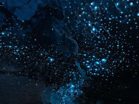 Is Te Anau the best place to see glow worms in New Zealand?