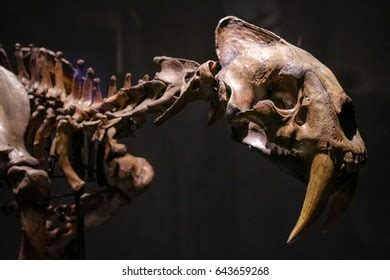 135 Saber Tooth Tiger Fossil Stock Photos, Images & Photography | Shutterstock