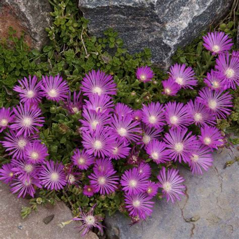 Ice Plant Seeds - Delosperma Cooperi Table Mountain Ground Cover Seed