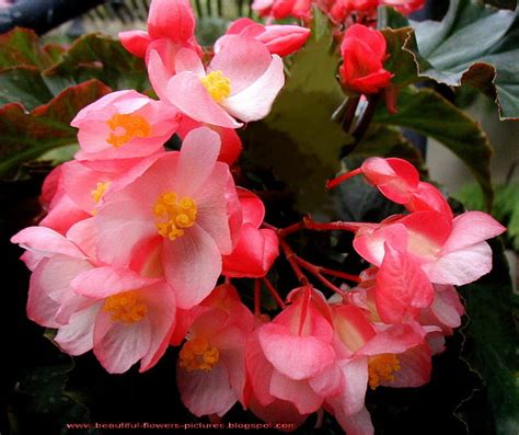 Flowers Pictures: Angel Wing Begonia Flower Pictures