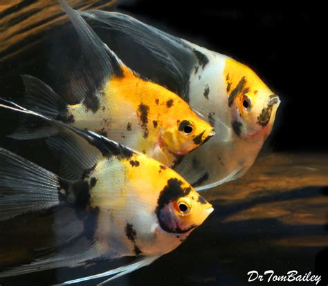 Premium Rare New, Veiltail Koi Angelfish