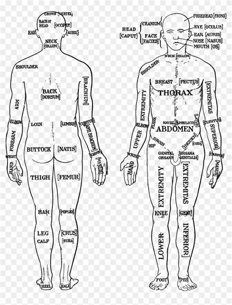 This Free Icons Png Design Of Morris Human Anatomy - Loin Vs Flank ...