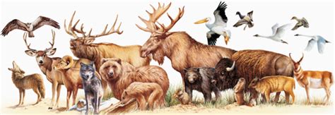 Rocky Mountain mammal size comparisons – Mary Donahue