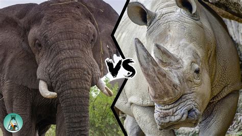 AFRICAN ELEPHANT VS WHITE RHINO - Which is stronger? - YouTube