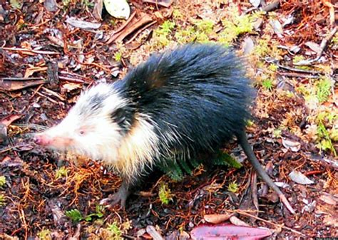 Cuban Solenodon: Venomous Mammal, Presumed Extinct, Rediscovered After 10-Year Hunt | HuffPost