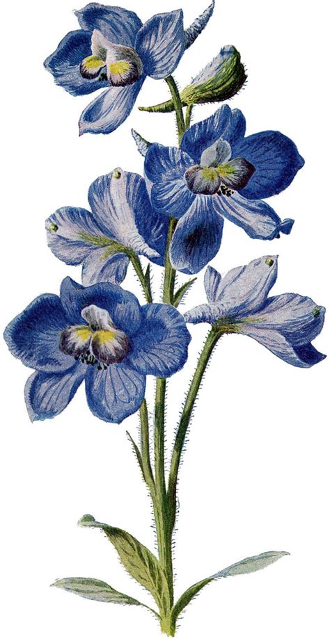 10 Circa 1905 Garden Flower Illustrations! | Flower illustration, Flower art painting, Flower ...