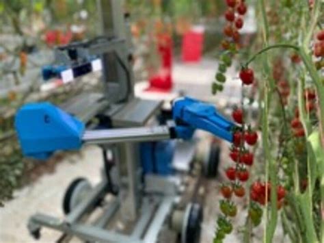 Japanese startup's "Tomato Harvesting Robot" demonstration - Hortimedia