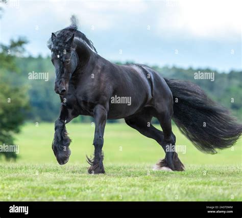 Black Gypsy Vanner Horse mare running Stock Photo - Alamy