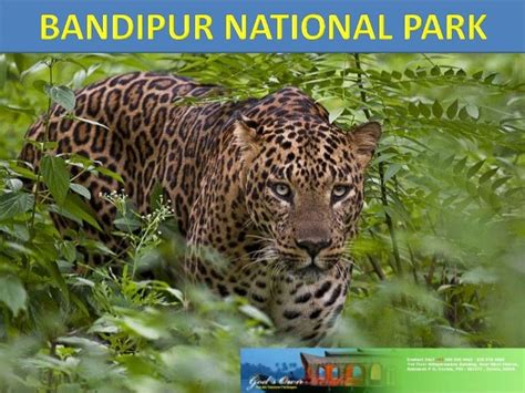 BANDIPUR NATIONAL PARK