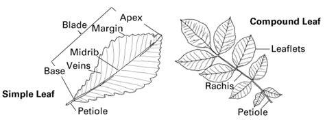 Identification of Common Trees of North Carolina | NC State Extension ...