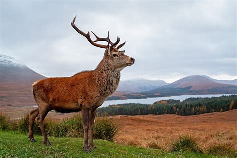 "Deer Stag" by Grant Glendinning | Redbubble