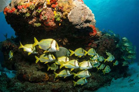 Snorkeling in Cozumel: The Ultimate Guide