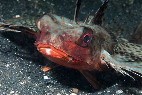 Marine Species: Flying Gurnard • Scuba Diver Life