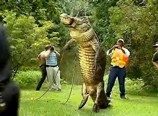 The Davy V. Blog: North Carolina Police Execute Alligator, then Hang it ...