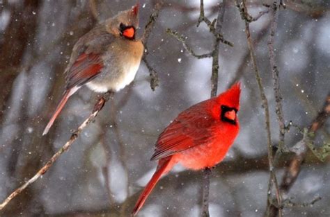 True Colors: Decoding Bird Plumage - Birds and Blooms