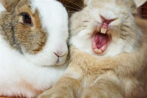 6000 Awesome Rabbit Names for Your Fluffy Bunny